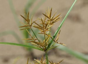 حب العزیز حب الزلم Tiger nut, Earth almond, Chufa, Cyperus esculentus चूफा