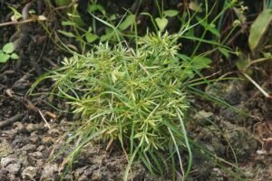 حب العزیز حب الزلم Tiger nut, Earth almond, Chufa, Cyperus esculentus चूफा