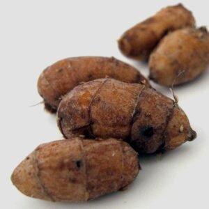 حب العزیز حب الزلم Tiger nut, Earth almond, Chufa, Cyperus esculentus चूफा