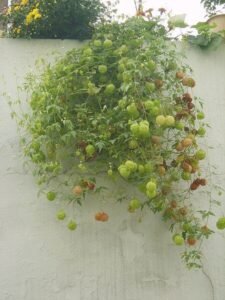 حب القلقل Balloon vine Heart seed Cardiospermum halicacabum कनफूटी