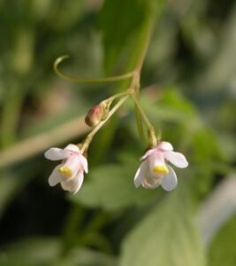 حب القلقل Balloon vine Heart seed Cardiospermum halicacabum कनफूटी
