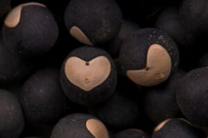 حب القلقل Balloon vine Heart seed Cardiospermum halicacabum कनफूटी