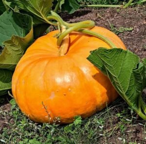 حلوہ کدو پیٹھا Winter Squash Cucurbita maxima कद्दू हलवाई