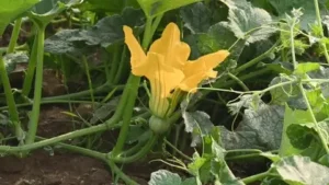 حلوہ کدو پیٹھا Winter Squash Cucurbita maxima कद्दू हलवाई
