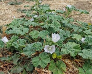 خبازی سونچل Common Mallow Dwarf mallow Malva neglecta खुबासी सोनचला