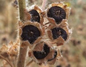 خبازی سونچل Common Mallow Dwarf mallow Malva neglecta खुबासी सोनचला