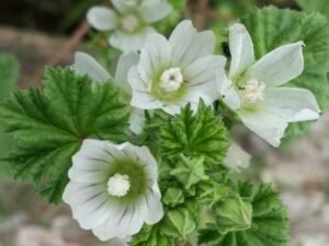 خبازی سونچل Common Mallow Dwarf mallow Malva neglecta खुबासी सोनचला
