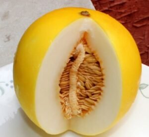 خربوزہ کے بیج اور تیل Honeydew melon Seeds oil Cucumis melo L. खरबूजे के बीज