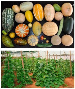 خربوزہ Honeydew melon Cucumis melo L. (Inodorus Group) खरबूजा