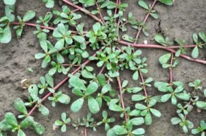 خرفہ قلفہ کلفہ Purslane Portulaca oleracea कुलफा