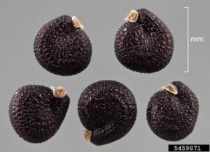 خرفہ کے بیج قلفہ کلفہ Purslane Portulaca oleracea कुलफा