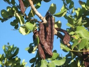 خرنوب Carob Ceratonia siliqua कैरोब
