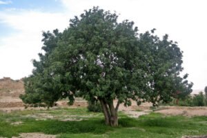 خرنوب Carob Ceratonia siliqua कैरोब