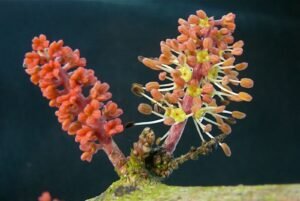 خرنوب Carob Ceratonia siliqua कैरोब