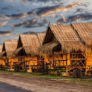 خس Vetiver Grass Chrysopogon zizanioides ख़स