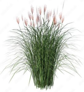 خس Vetiver Grass Chrysopogon zizanioides ख़स