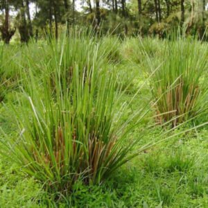 خس Vetiver Grass Chrysopogon zizanioides ख़स