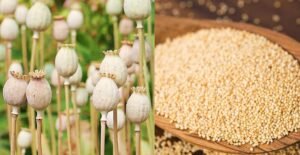 خشخاش Poppy Seeds Papaver somniferum खसखस