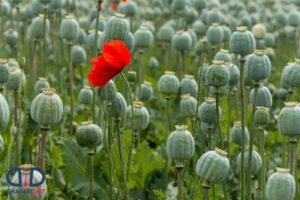 خشخاش Poppy Seeds Papaver somniferum खसखस