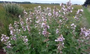 خطمی Marsh Mallow Althaea officinalis खातमी