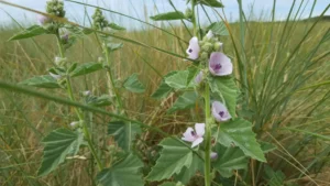 خطمی Marsh Mallow Althaea officinalis खातमी