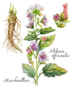 خطمی Marsh Mallow Althaea officinalis खातमी