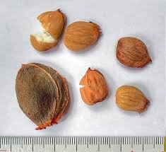 خوبانی Apricot Prunus armeniaca ख़ुबानी