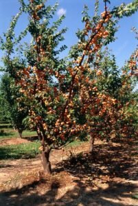 خوبانی Apricot Prunus armeniaca ख़ुबानी