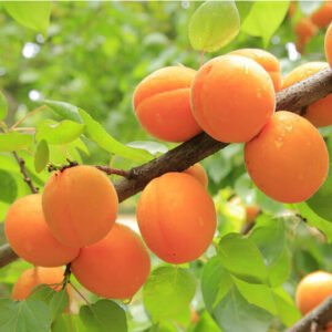 خوبانی Apricot Prunus armeniaca ख़ुबानी