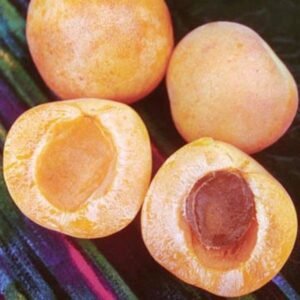 خوبانی Apricot Prunus armeniaca ख़ुबानी