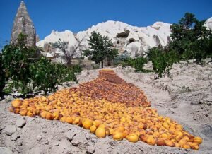 خوبانی Apricot Prunus armeniaca ख़ुबानी