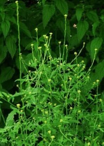خوب کلاں Hedge Mustard Sisymbrium officinale खाकासी बीज