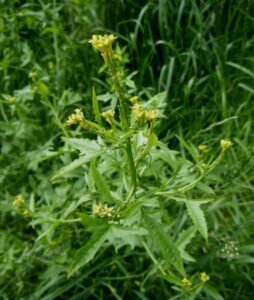 خوب کلاں Hedge Mustard Sisymbrium officinale खाकासी बीज