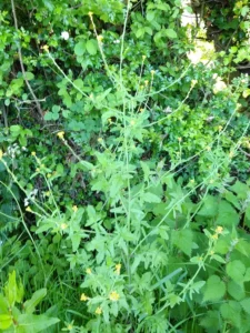 خوب کلاں Hedge Mustard Sisymbrium officinale खाकासी बीज