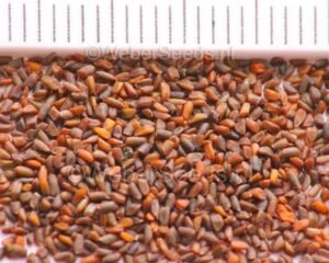 خوب کلاں Hedge Mustard Sisymbrium officinale खाकासी बीज