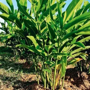 خولنجاں Greater Galangal Alpinia galanga कुलंजन