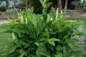 خولنجاں Greater Galangal Alpinia galanga कुलंजन