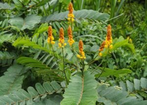 داد مردن داد بوٹی Ringworm Shrub Candle Bush Senna alata दादमुर्दन
