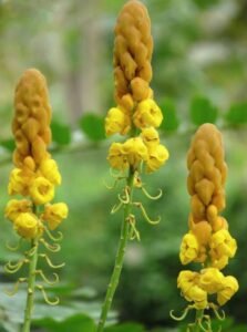 داد مردن داد بوٹی Ringworm Shrub Candle Bush Senna alata दादमुर्दन