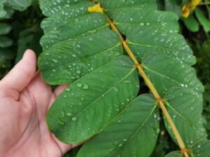 داد مردن داد بوٹی Ringworm Shrub Candle Bush Senna alata दादमुर्दन