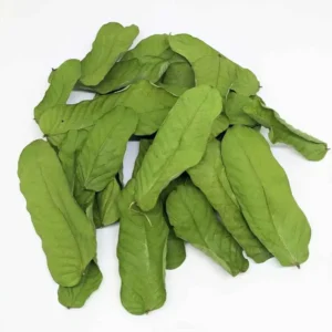 داد مردن داد بوٹی Ringworm Shrub Candle Bush Senna alata दादमुर्दन