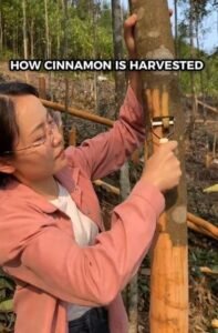 دار چینی Ceylon Cinnamon Cinnamomum verum दालचीनी