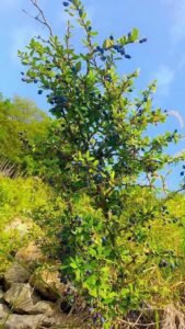 دار ہلد سمبل Barberry Berberis aristata दारुहल्दी