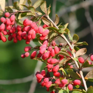دار ہلد سمبل Barberry Berberis aristata दारुहल्दी
