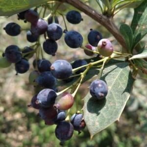 دار ہلد سمبل Barberry Berberis aristata दारुहल्दी