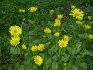 درونج Leopard's bane Doronicum pardalianches दारूनज अकराबी