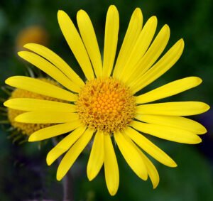 درونج Leopard's bane Doronicum pardalianches दारूनज अकराबी