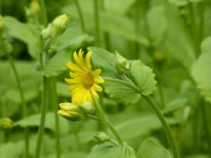 درونج Leopard's bane Doronicum pardalianches दारूनज अकराबी