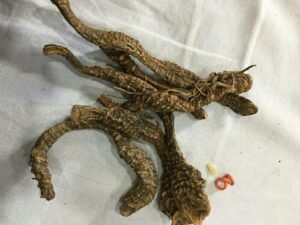 درونج Leopard's bane Doronicum pardalianches दारूनज अकराबी