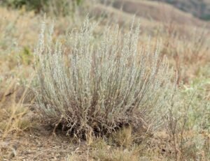در منہ ترکی Turkoman Wormwood Artemisia turcomanica क़िरमानी